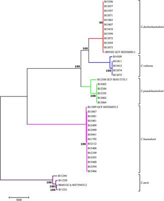 Understanding the Emergence of Multidrug-Resistant Candida: Using Whole-Genome Sequencing to Describe the Population Structure of Candida haemulonii Species Complex